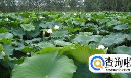 荷花种苗怎么种