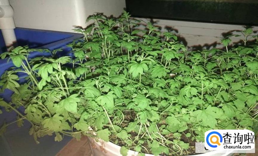 种薄荷种子的方法是怎么样的