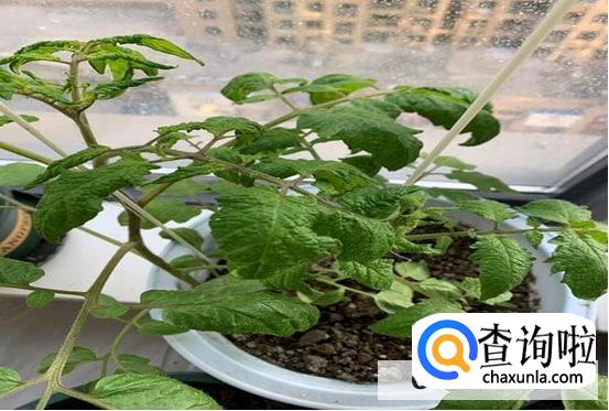 圣女果叶子发黄枯萎怎么处理较好