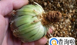 多肉植物根烂了也可以养过来