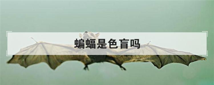 蝙蝠是色盲吗