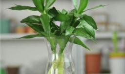 教你几招解决富贵竹的烂根问题