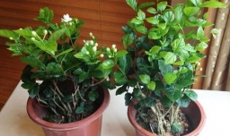 苿莉花换盆换土方法及注意事项