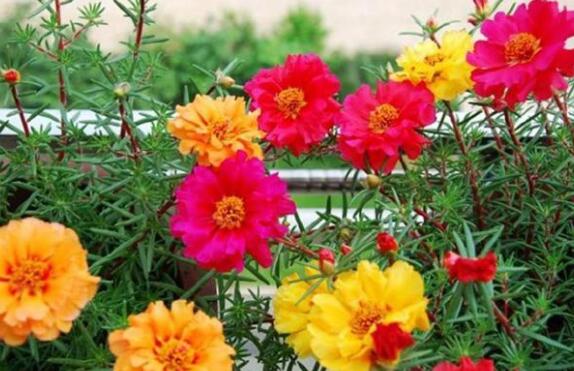 太阳花花语是什么？