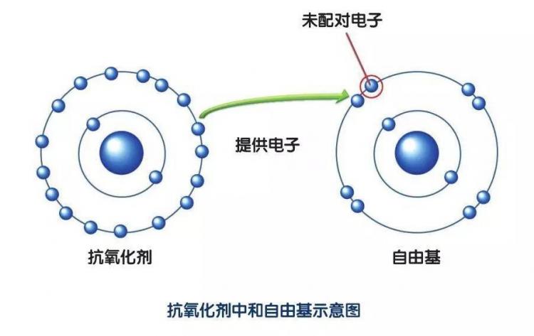 抗氧化是什么意思
