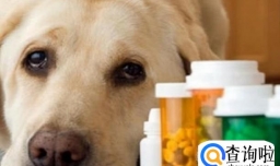 如何给狗狗驱虫及驱虫药的使用
