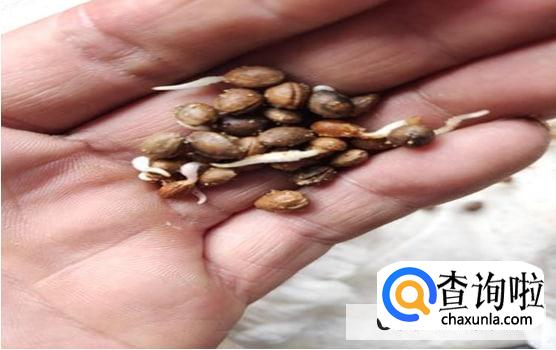 樱桃籽一般怎么育苗