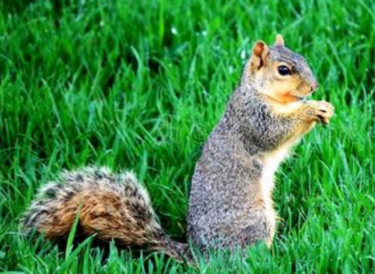 动物尾巴的作用