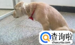 什么可以去除狗尿骚味，怎么去除房间的狗尿味