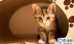 养猫需要注意的事项有哪些