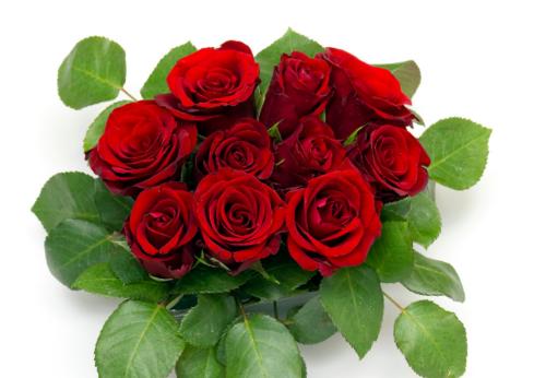 怎样区分月季和玫瑰？