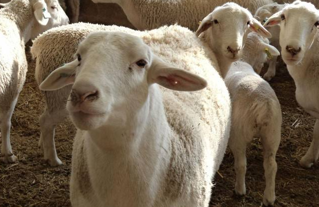 百依百顺解生肖