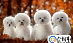 比熊性格温顺吗？