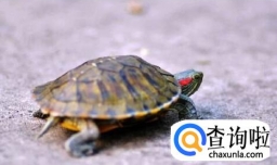 教你如何正确的去养小乌龟