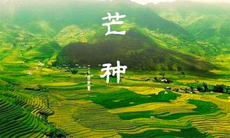 芒种是什么意思