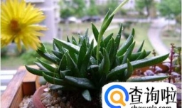 照波的养殖方法