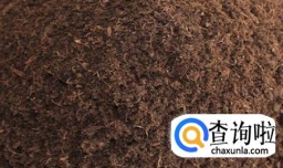 千叶佛莲怎么养