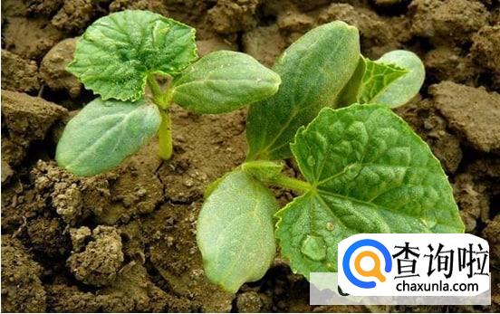 黄瓜一米高了结果的时间