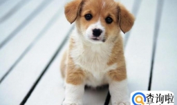 狗狗太瘦了怎么增肥