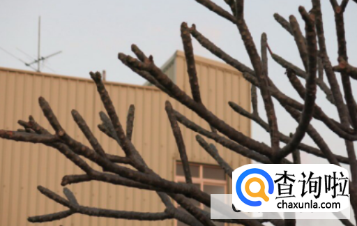 怎么能让龙须树分叉