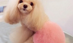 给狗狗染发好吗？怎样给狗狗染发？