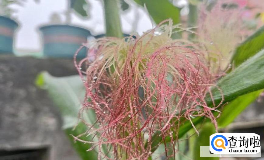 没有雄花授粉的雌花怎么处理好