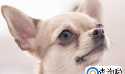 吉娃娃感冒有什么症状，吉娃娃感冒了吃什么药