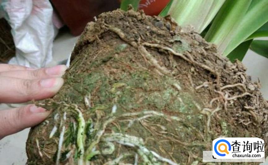 朱顶红换盆时间和方法步骤