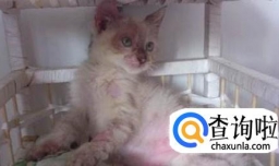 猫起猫癣怎么办