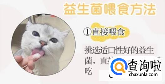 猫咪口臭如何解决