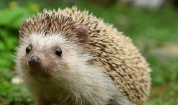 在家里如何养刺猬