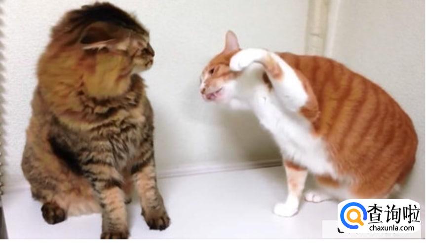 如何处理猫咪打架