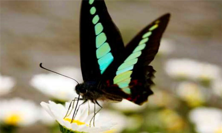 蝴蝶效应是什么意思