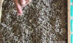 纯手工艾绒条是如何制作的（图例）