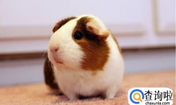 如何教会荷兰猪喝水