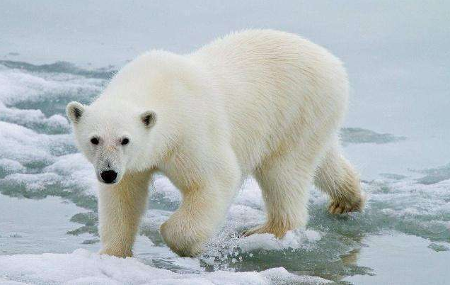 北极熊是不是冷血动物