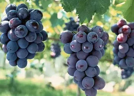 葡萄没熟可以吃吗