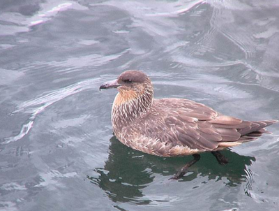 南极有哪些动物