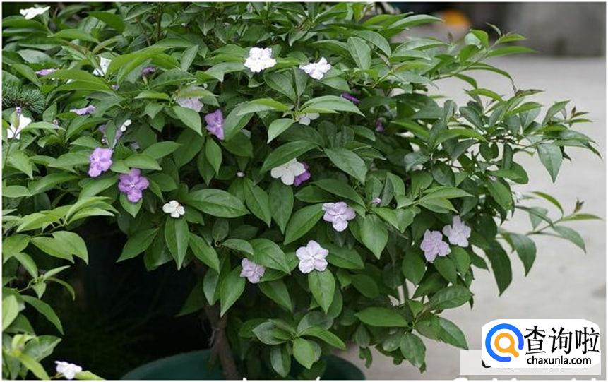 如何养双色茉莉花