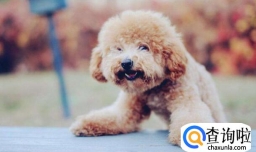 贵宾犬发烧了什么症状，怎么判断贵宾犬是否发烧