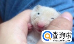 如何训练仓鼠从上手？仓鼠怎样训练躺手