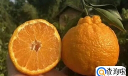 如何挑选耙耙柑和丑橘