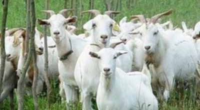 上海特产有哪些？