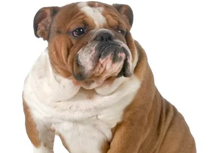 世界名犬排行榜前十