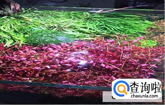 紫红丁香水草怎么养护合理