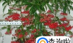 金玉满堂植物怎么养