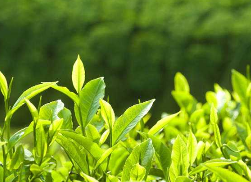 艹字头的字有哪些