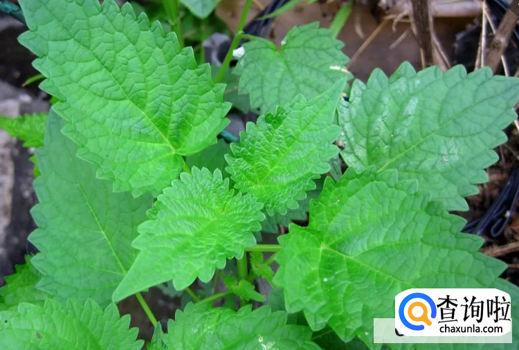 藿香种植时间和方法