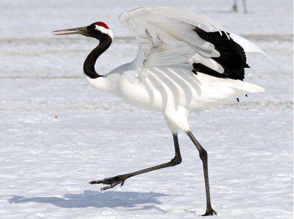 才高八斗打一动物