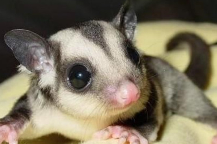 蜜袋鼯和鹦鹉两者哪个更适合做老年人宠物？